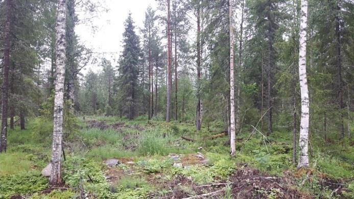 Tuulivoimaloiden alueen