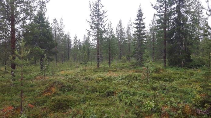 Alue on osittain soistunutta