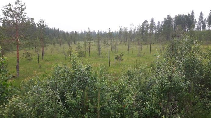 Ranuan tien varressa on useita hakkuualoja ja suoalueet ovat ojitettuja yhtä lukuun ottamatta.