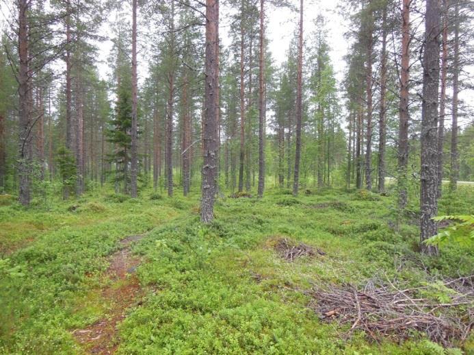 ojiksi luokiteltavia. Luonnontilainen uoma sijaitsee Hautapäänkurun kohdilla ja 22.9.