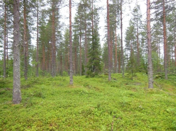 Sapilasselältä rinne viettää voimakkaasti lounaaseen ja rinteen alaosassa on useita lähteitä.