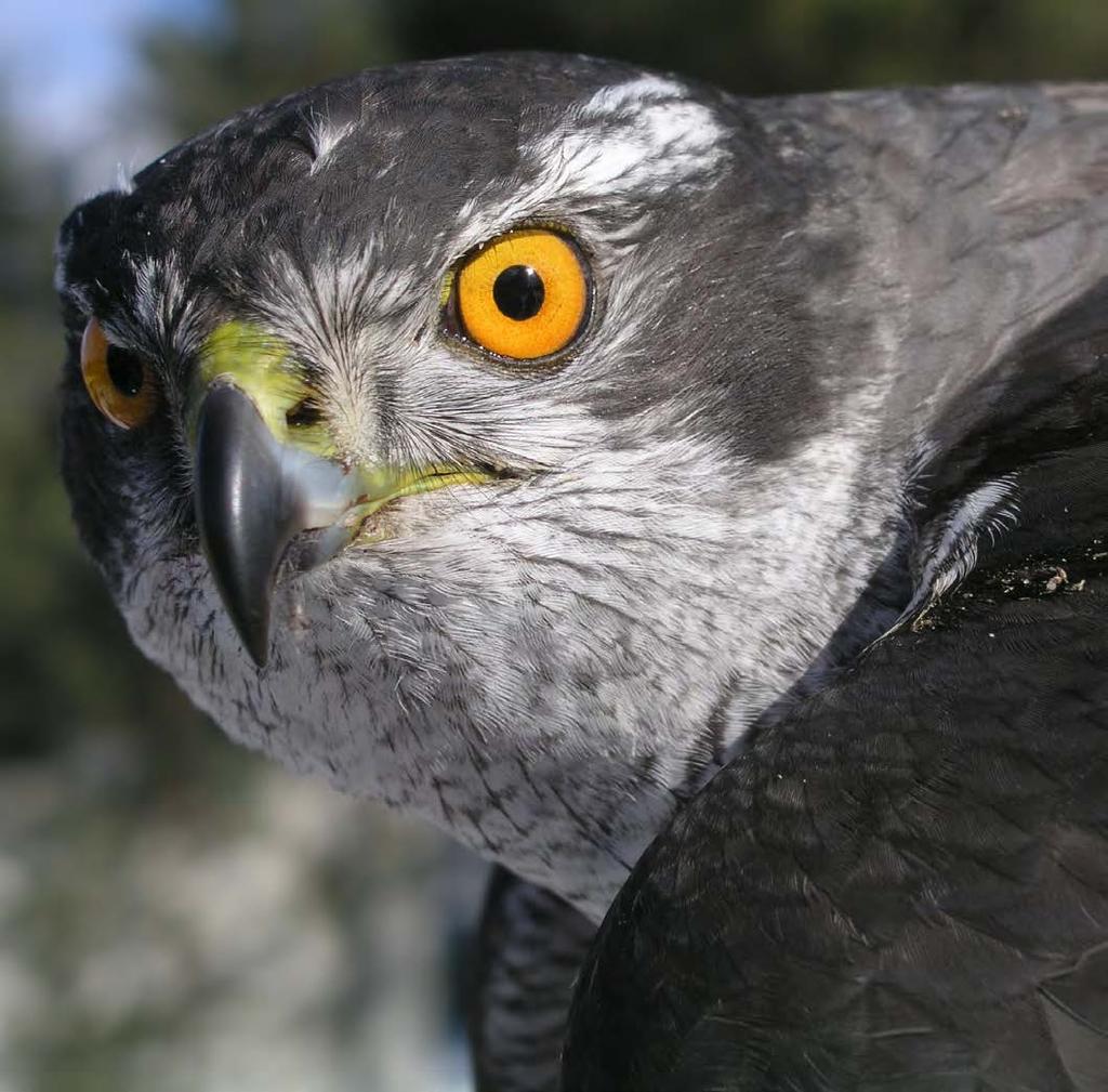 1 the vision, mission and PrinciPleS of the european charter for SuStainable Belovezhskaya Pushcha National Park (BO) // Keen eyes looking to the future tourism in Protected areas Quality Sustainable
