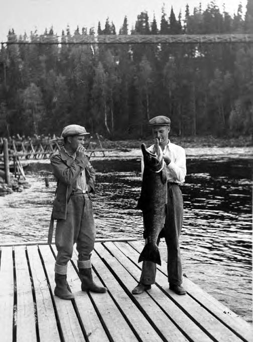 24. Suuret saaliit ja kookkaat yksilöt tekivät Oulujoesta laajasti tunnetun lohijoen. Kuvassa Pyhäskosken lohipato ja sen taustalla juuri valmistunut riippusilta.