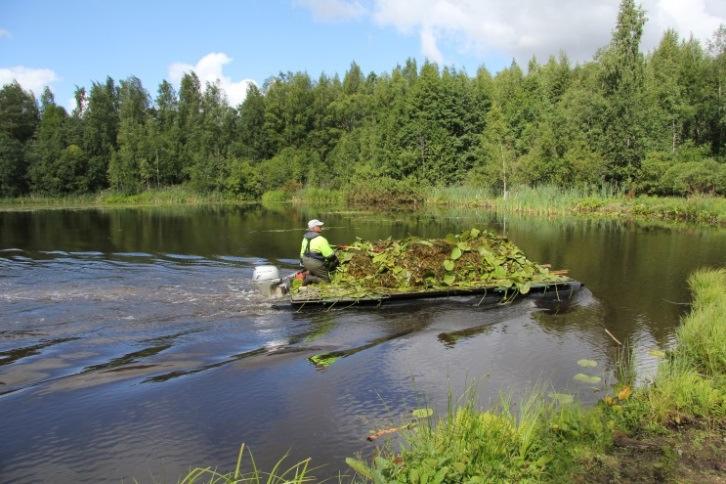 7 ja 20.9.2013 tehtiin kasvien niittoa Ruutinlammella leikkaavalla kuormaan ottavalla laitteella. niittosyvyyden ollessa n. 50 cm.