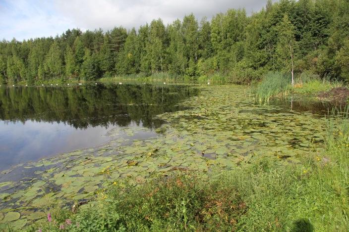 Levä tarttui niittolaitteen terään ja kuljettimeen, jota rihmamaisuudesta johtuen oli vaikea poistaa. Levää oli kokojärven alueella.