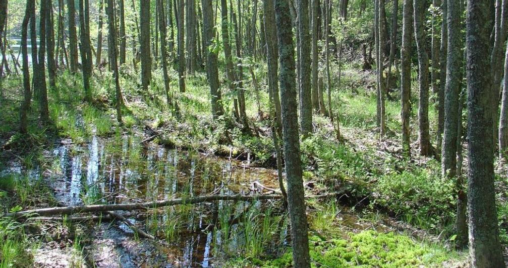 Rakennettavuus Kuisma Reinikainen MRL edellyttää, että rakennuspaikka on rakentamiseen sovelias.