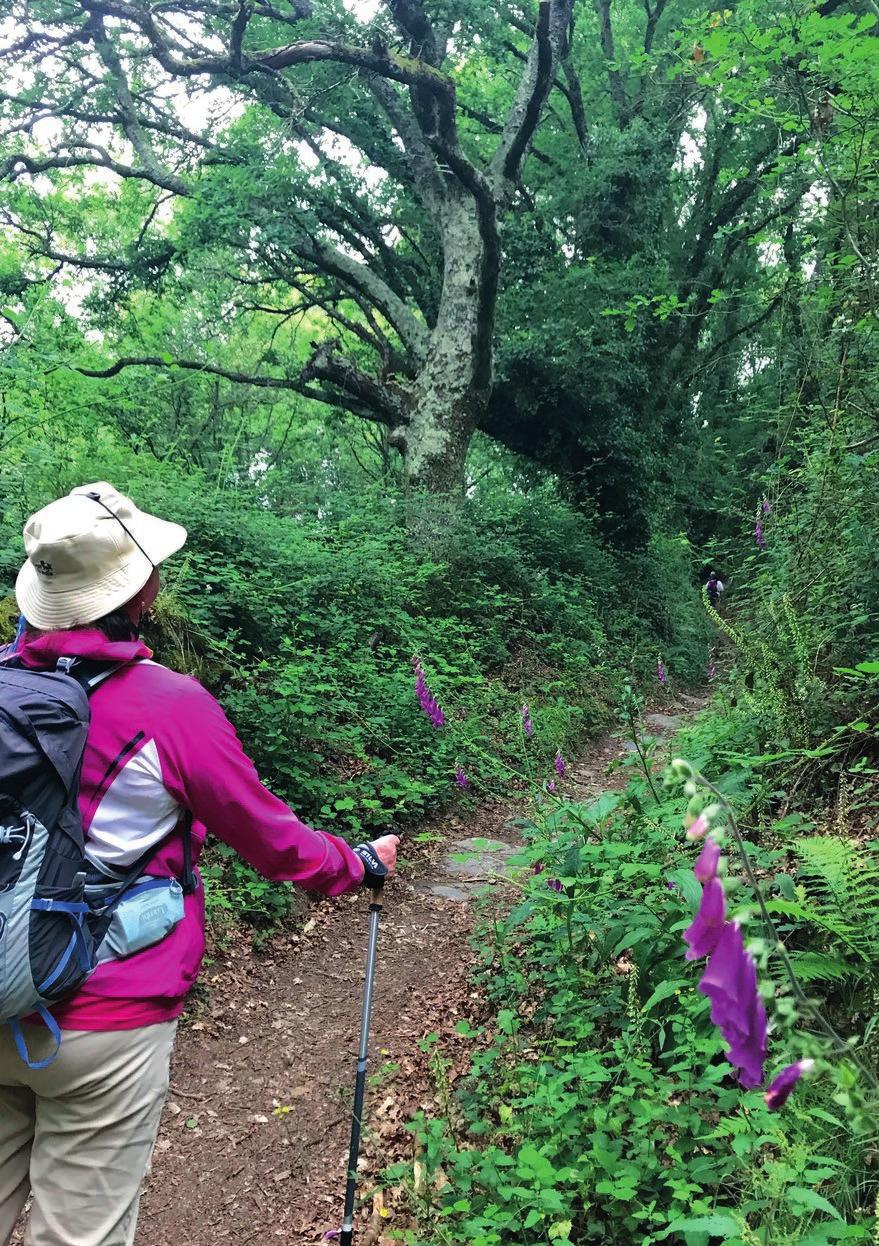 Santiago de Compostelan pyhiinvaellus Rauhoitu elämän pyhyydelle El Camino de Santiago on maailman ehkä tunnetuin pyhiinvaellusreitti. Sen käveleminen on monen suuri haave.