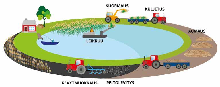 Keräävät ja silppuavat laitteistot ovat vielä harvinaisia ruokourakoitsijoilla, joten järkevintä on kompostoida ruokomassaa sellaisenaan vuoden ajan, ja levittää seuraavana syksynä