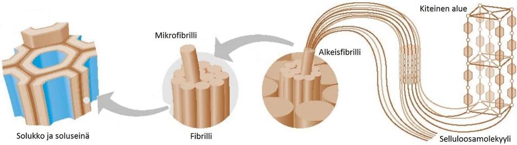 26 Kuva 5. (mukaillen Tingaut et al. 2012). Mikrofibrillien pituus on useiden satojen nanometrien, jopa mikrometrien luokkaa ja se riippuu fibrillin leveyden tapaan selluloosan alkuperästä.