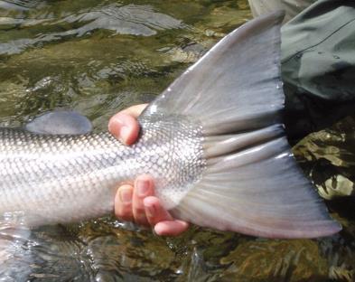 Vuosittaiset lohisaaliit Gaulalla ovat parhaina vuosina vaihdelleet 30 ja 50 tonnin välillä. Gaula-joki on erittäin kaunis ja kirkasvetinen ja sopii hyvin perhokalastukseen. Gaula Flyfishing Rotaatio.