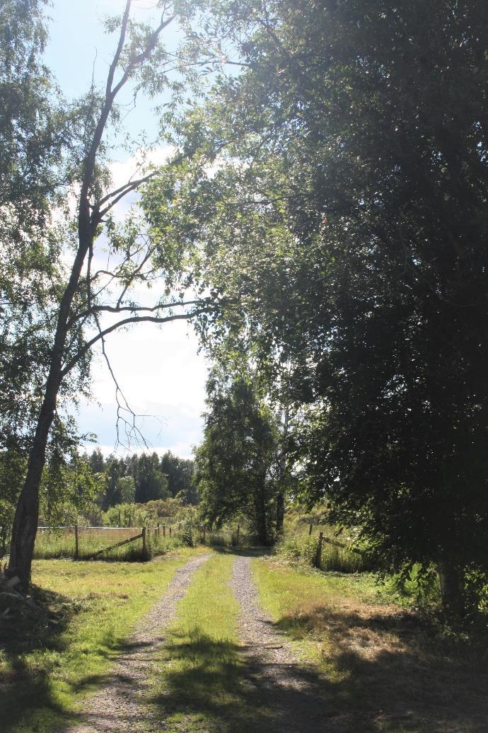 Pispan rantaan johtaa idyllinen tie, jonka varrella on laitumia. Lintutorni kaipaisi kunnostusta. Kuva: Niina Uusi-Seppä.