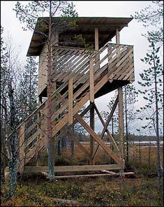 Linnusto Kivijärvien alueella pesii monipuolinen kosteikkolinnusto. Lajistossa on levinneisyydeltään sekä eteläisiä että pohjoisia lajeja.