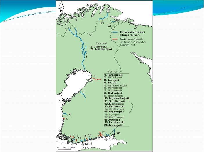 18..1 Itämeren meritaimenjoet/ kannat maittain 3 5 58 Sekoittunut Villi 166 15 1 79 5 5 5 1Wild +8 mix 1 Ruotsi Tanska Viro Venäjä Latvia Puola Suomi Liettua Meritaimenen luonnonkantojen tila