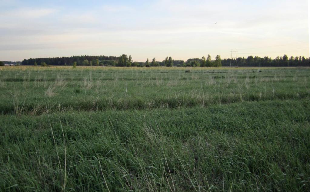 Kuva. Tuorsniemen pello ova yhä