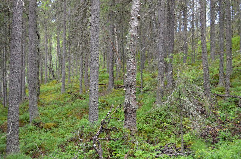 Yhteenveto suojeluarvoista Monipuolinen vesistö-, metsä- ja suoarvoja sisältävä luontokohde, jonka arvoa lisää olennaisesti sen läheisyys Purtovaaran ja Saarvavaaran suojelukohteisiin.