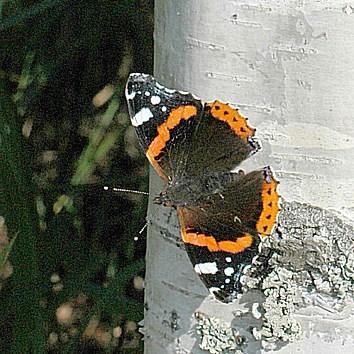 Sitä näkee parhaiten metsän reunoilla, metsäautoteiden ja polkujen varsilla missä se vierailee kultapiiskujen, horsmien ym. loppukesän kasvien kukilla.