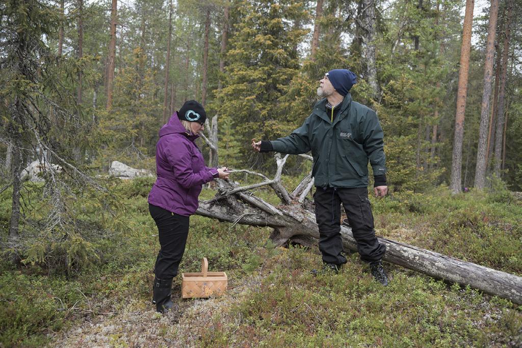 samalla mättäällä, Arin ja Annen sienisaaliis ilahdutti kerääjiä. Ns.