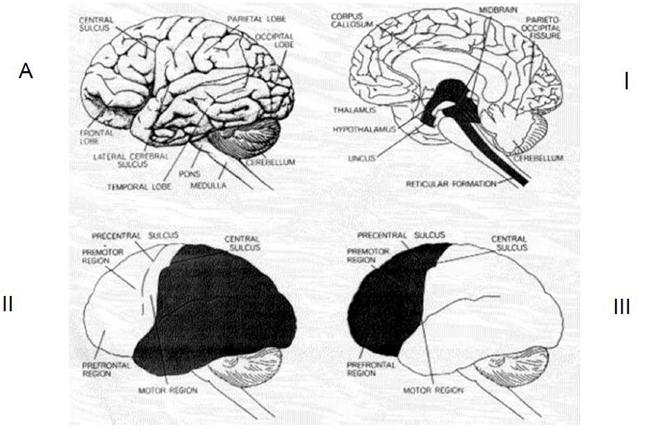 (Merja Kallion diasta) A: anatominen aivojen kuva I: vireystilan säätelyjärjestelmä (aivorunko, aivojen syvät osat, otsalohkon pohjaosat II: