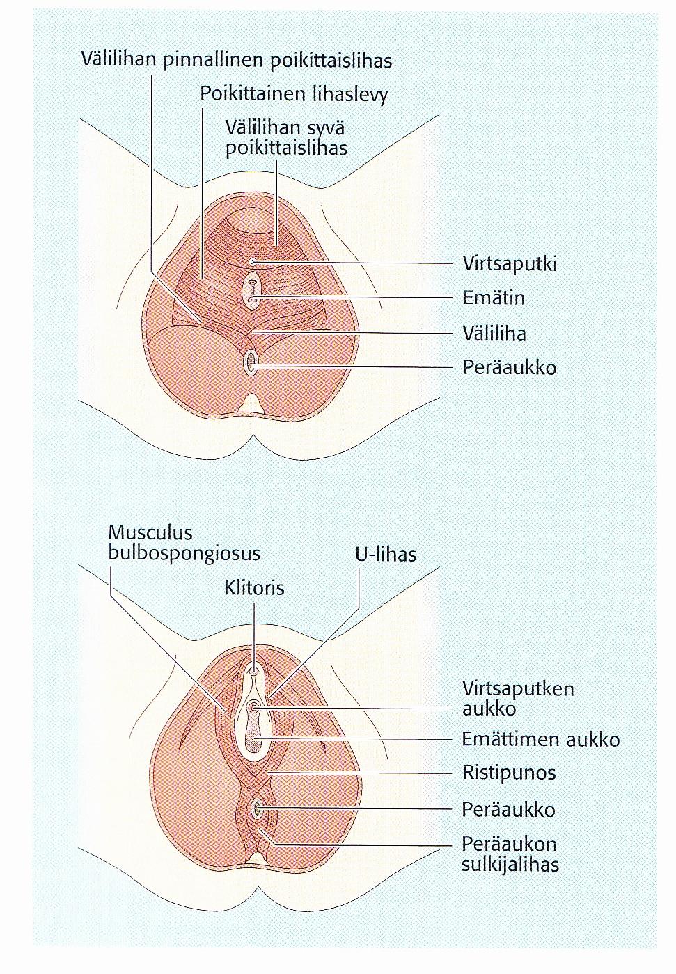 15 KUVA 4 Lantion alapohjan, suolen ja sukuelinten sulkijalihakset (Höfler, 2001, 13) 5.2.3 Suolen ja sukuelinten sulkijalihakset Virtsaputken sulkijalihas (m.