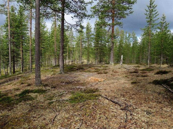 Kumpuileva hiekka-alue Pienen Vasaralammen länsipuolella.