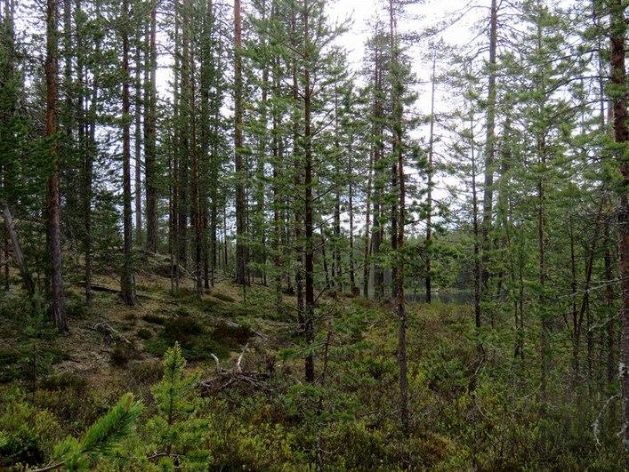 Kortteli 4, itäosa kuvattu länteen. Alue on rakennettua.