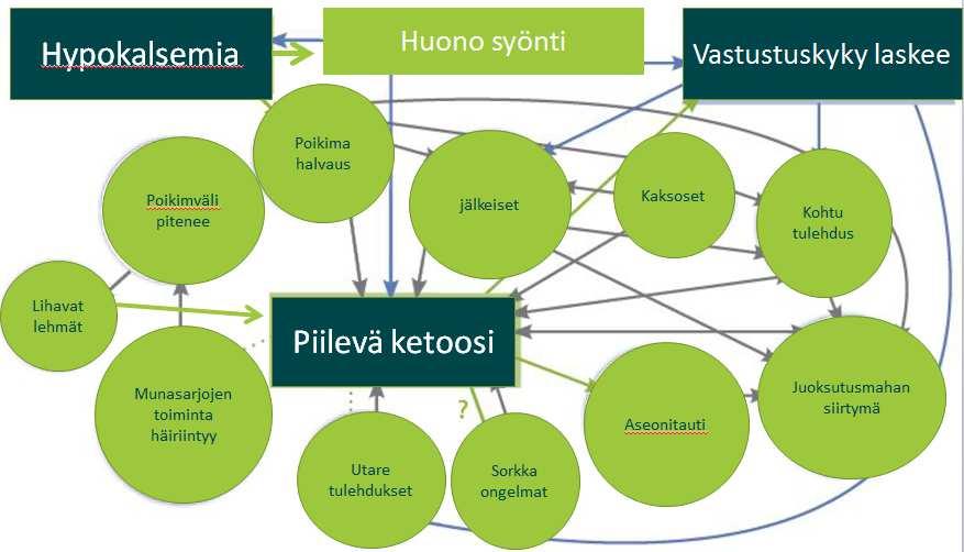 Ongelmien verkosto UMPIKAUSI -KIVENNÄISRUOKINTA Suurin syy piilevälle poikimahalvaukselle on umpikauden puutteellinen / virheellinen