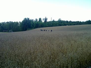 kaivetaan, etelästä. Kuva 25.