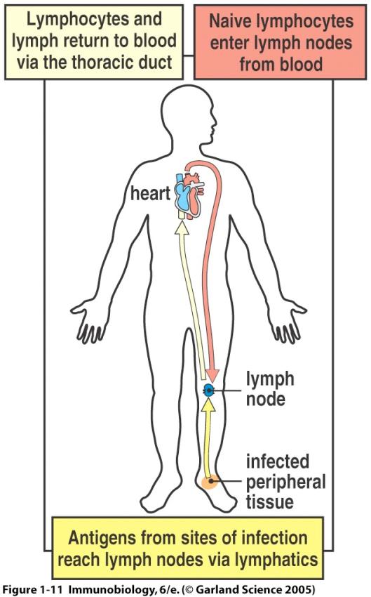 Anatomisesti immuunipuolustukseen erikoistuneita elimiä ovat lymfaattiset kudokset, joita ovat esim. imusolmukkeet, perna, tonsillat ja suolistoon assosioitunut lymfaattinen kudos.