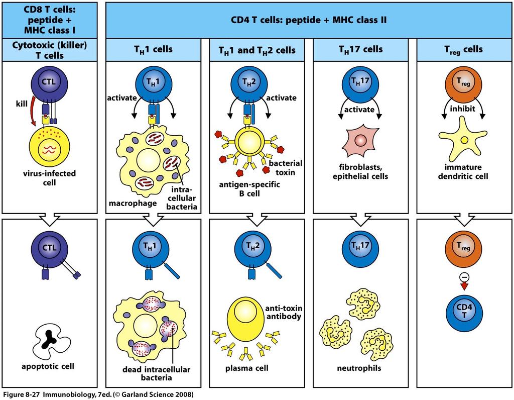 Ne kaikki tunnistavat MHC II:n esittelemiä antigeeneja, eivätkä rakenteellisesti eroa toisistaan. Erot niiden välillä ovat lähinnä niiden tuottamien sytokiinien luonteessa.