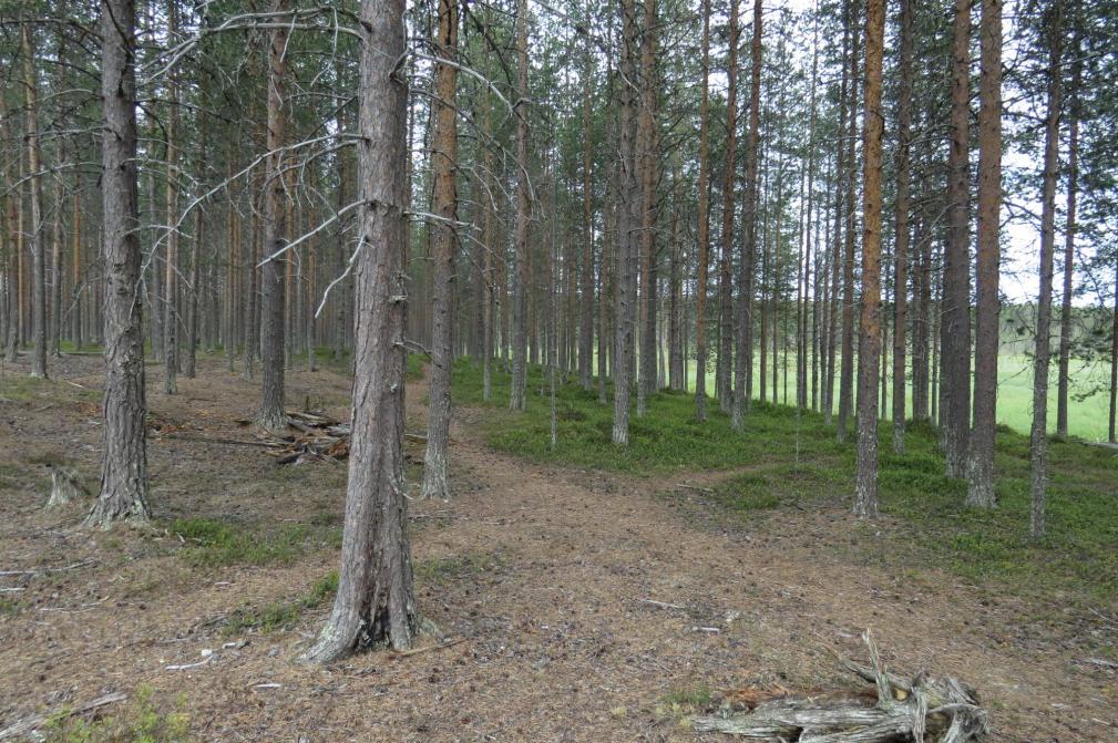 5 Kuva 1 Kivennäismaan karukkokangasta ja niukkaa lahopuustoa. Pohjoispuolella kivennäismaan ja suon reunassa on enemmän varpukasvillisuutta ja paikoin heikosti soistuneisuutta.