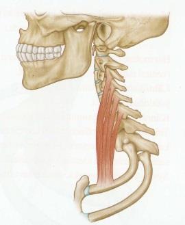 a) b) c) Kuvat 5 a) Scalenius anterior, 5 b) Scalenius medius ja 5 c) Scalenius posterior (Ylinen 2010, 179-181) (liite 2 ja liite 3) Takimmainen