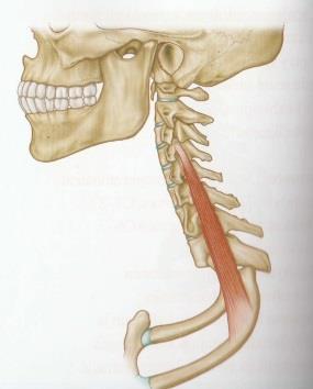 (Palastanga ym. 2006, 516-517.) 2.3.3 Yläselän lihakset Epäkäslihas (trapezius) on pinnallisin kaularangan posteriorisista lihaksista.