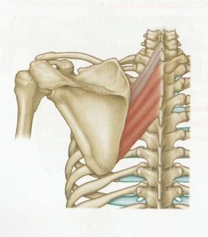 Keskiosa (pars transversa) (kuva 6b) kulkee C7-T3-nikamien okahaarakkeista ulospäin kiinnittyen olkalisäkkeen (acromion) sisäreunaan ja lapaluun (scapula) yläreunan harjaan.