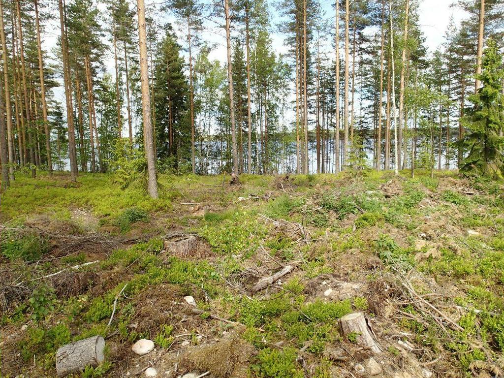 18 Sikoniemi 2. Kivikautisen asuinpaikan pohjoisosaa. Kuvan keskellä lapion vierellä Ville Laakso kaivaa koekuoppaa. Kuvattu koilliseen. 7 RUOKOLAHTI VERANHIEKKA Mjtunnus: 173010025 Rauh.