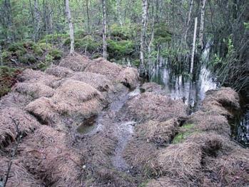 kuvassa pato 1a eli pelkkä olkipato 3.5.26. Kuvat: Elina Juola.