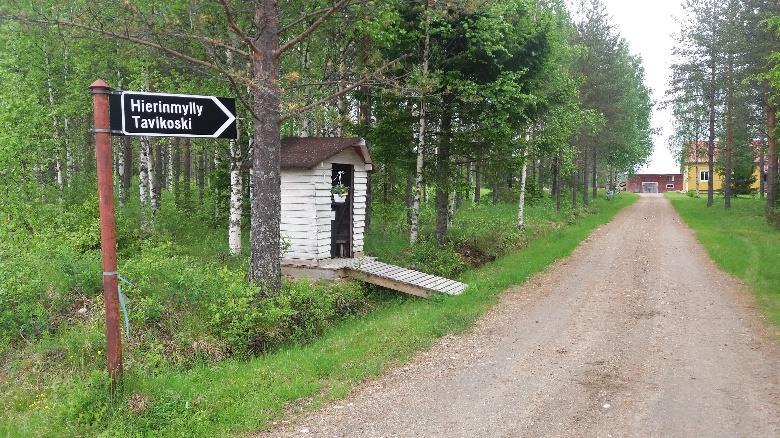 Polku jatkaa tiheän taimikon läpi suoraan kohti edessä rinteessä