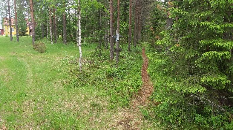 pitkin taimettuneelle hakkuuaukealle, jonka läpi kulkee suoraan.