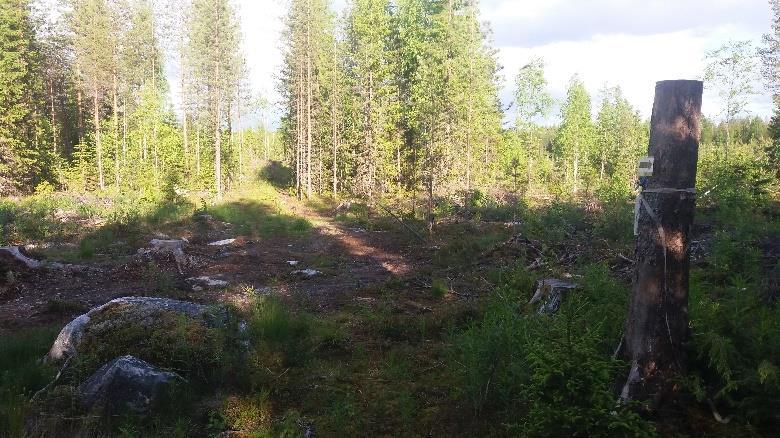 Metsästä tullaan metsäautotielle, jossa 30m päässä ylämäkeen on 4 tien risteys, siinä peräti kaksi