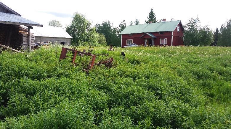 Polku on maastossa huonommin erottuva ja kuitunauhat ovat haalistuneempi, mutta vielä helatorstaina 2017 niitä oli