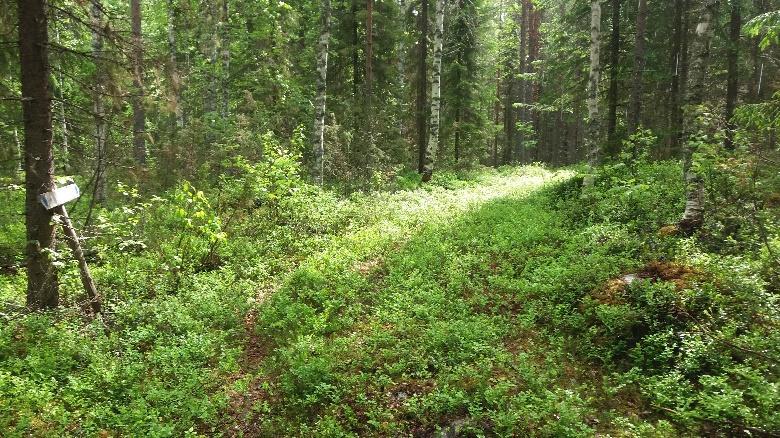 Laavun jälkeen laskeudutaan metsäautotielle viitan kohdalla, jatketaan oikealle