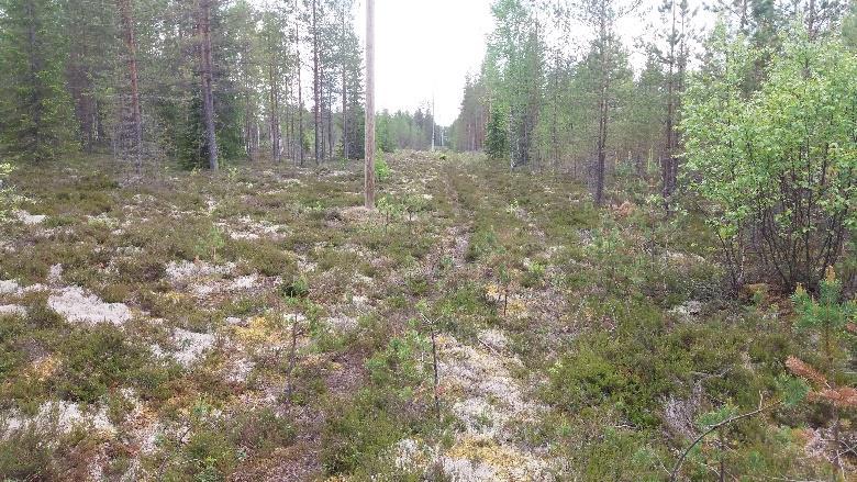 Muutaman kymmenen metrin jälkeen viitan kohdalla oikealle Matokorvantie 119