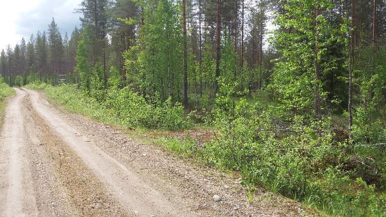 Polku tulee metsäkoneuralle, jossa kääntyy