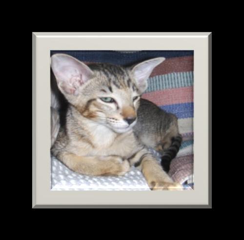 com United Colours Cat Schulz-In-A (OSH n) Sultsinan Finest Call (OSH ) x Shonstar Touareg (OSH b) om: Mirja