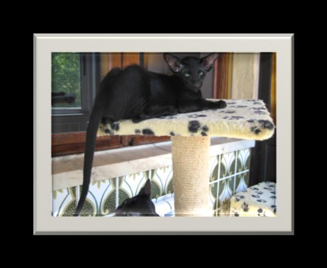 com 8 Sultsinan Uno Ab Alto United Colours Cat Schulz-In-A Stareye's Bee Choose Khaos (OSH n 24) Ch Jangar