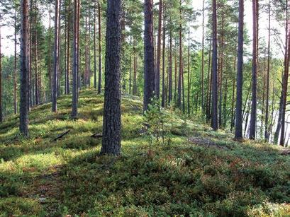 Pohjavesi on juomavettämme Pohjavettä muodostuu sade- ja sulamisvesien imeytyessä maakerroksiin.