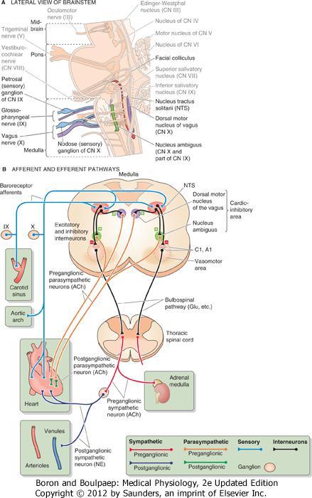 Kardiovaskulaarinen säätelykeskus on moniosainen Viesti afferenttien (CN IX ja X) sensorisista ganglioista NTS:ään nucleus tractus solitarius, kerää informaatiota useista afferenteista ja