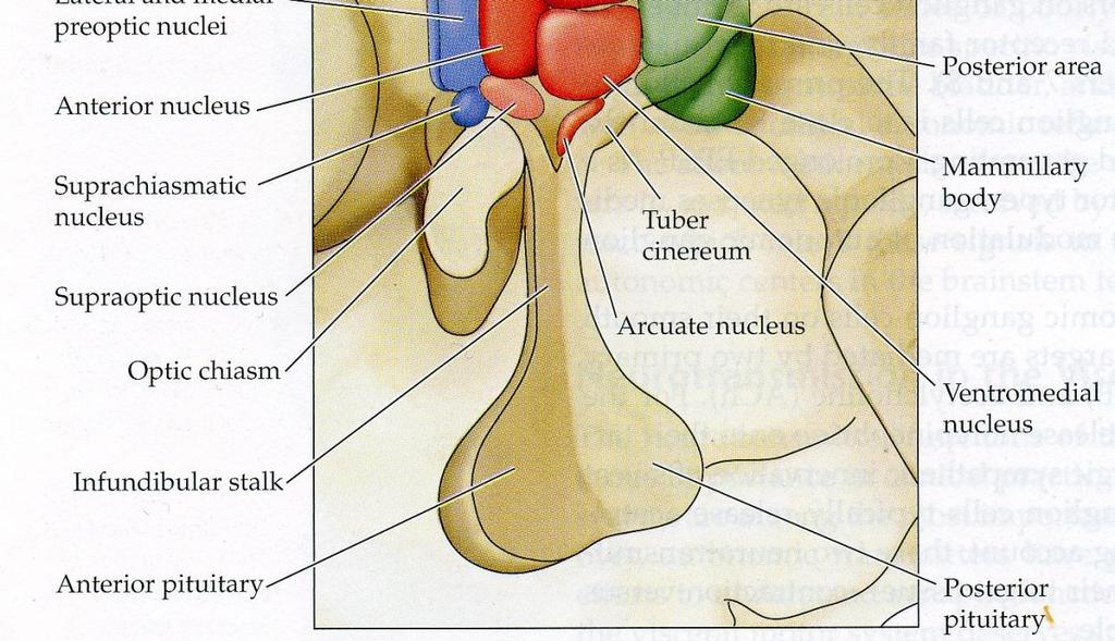 anteriorinen preoptinen*) suprakiasmaattinen supraoptinen arkuaatti