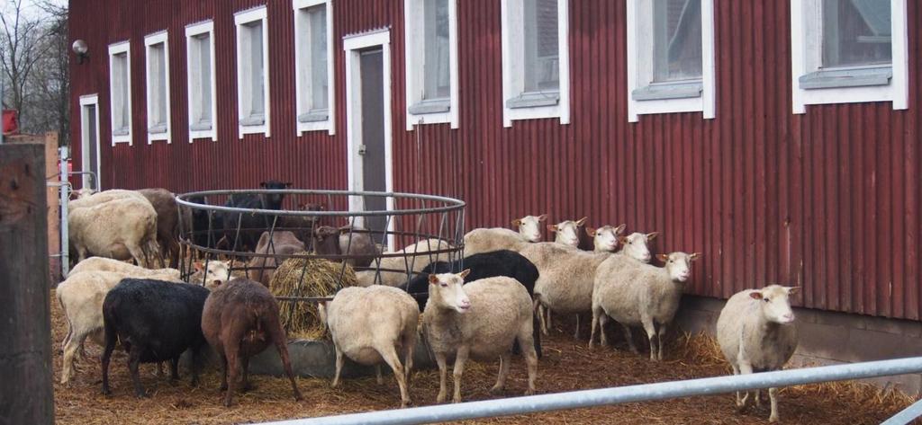 16 (93) taa se, että suoramyytäessä hinnan tulee kattaa muun muassa markkinoinnista, teurastuksesta ja pakkaamisesta aiheutuvat kustannukset sekä logistiikan. 3.