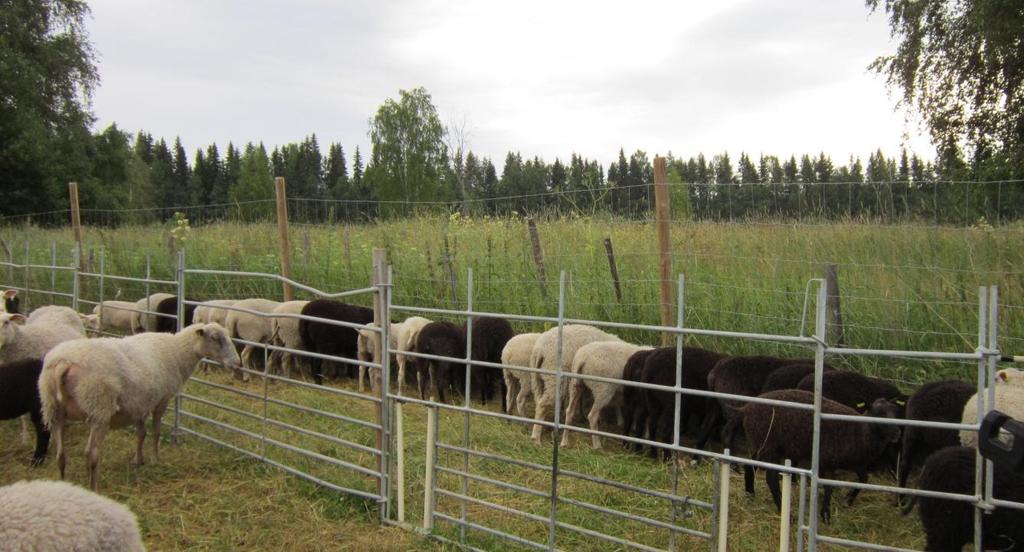 22 (93) Kuva 7. Karitsabaarilla turvataan karitsoiden ruokintaa. Kuvassa baari on perustettu laitumelle. (Juho-Heikki Kauppinen, 2013). Päiväkasvulla on suuri merkitys tuotannon kannattavuuteen.