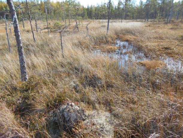 11 Kuva 7b. Kippakengänneva (vas.) ja nimetön suo (kuvat oik.). Kippakengännevan länsi-lounaispuoli on ojitettua ja turvekankaaksikin muuttunutta, mutta ojittamaton osa on säilynyt pääosin luonnontilaisen kaltaisena.